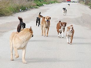 mazara-la-pratica-dellabbandono-degli-animali-un-fenomeno-che-non-accenna-a-diminuire