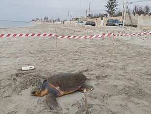 video-mazara-salvata-tartaruga-caretta-caretta-ferita-ad-una-pinna