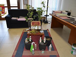 mazara-operazione-antidroga-con-sequestro-di-50-grammi-di-marijuana-e-larresto-di-un-cittadino-mazarese