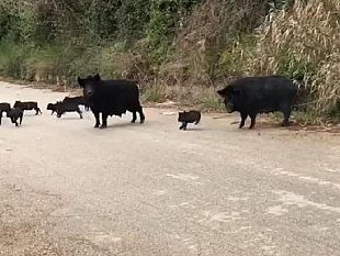 salemi-rientrati-i-500-suini-scappati-da-contrada-sinagia