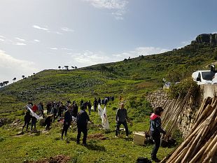 cinquanta-alberi-per-erice-nuovo-verde-messo-a-dimora-per-iniziativa-del-m5s