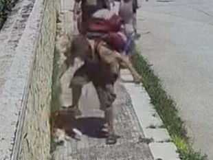 calci-al-cane-in-strada-uomo-denunciato-dalla-polizia-di-trapani