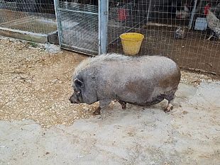 loipa-trapani-salva-un-maialino-ora-vive-in-una-fattoria