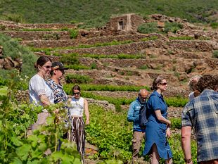 pantelleria-doc-i-master-of-wine-scoprono-lisola-del-vento-e-dellagricoltura-eroica