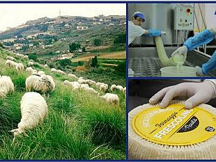 santa-ninfa-sicilformaggi-solo-puro-latte-siciliano