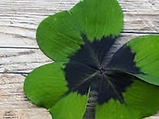 ultime-della-sera-sapienza-irlandese