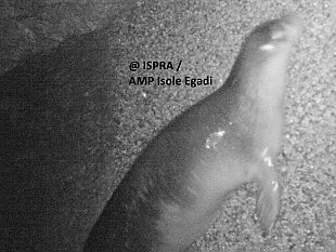 nuovo-esemplare-di-foca-monaca-nell-area-marina-protetta-delle-egadi