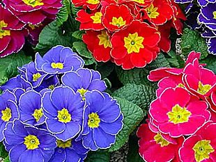 marsala-movimento-per-la-vita-primule-per-la-gigiornata-per-la-vita