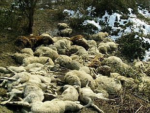 uccise-un-branco-cani-19-pecore-contrada-calviano-torretta