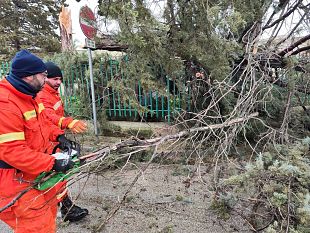 il-forte-vento-di-scirocco-ha-abbattuto-un-albero-nel-giardino-della-ruggero-settimo