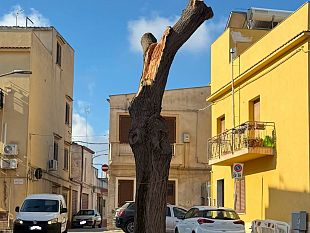 enza-viola-interroga-lamministrazione-per-lintervento-di-potatura-e-il-danneggiamento-di-un-albero