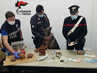 trapani/trapani-famiglia-deteneva-illegalmente-droga-ed-animali