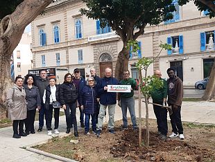 giornata-internazionale-degli-alberi-a-trapani-erythros-mette-a-dimora-tre-nuove-eritrine