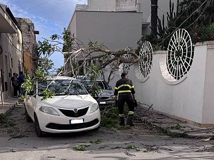 mazara-cade-un-albero-in-via-iv-aprile-fortunatamente-nessun-danno-a-persone