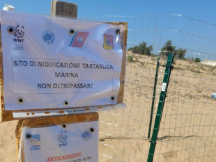 un-nuovo-nido-di-tartarughe-caretta-caretta-sulla-spiaggia-di-tre-fontane