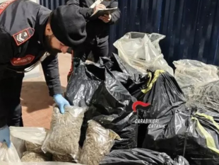 sequestrati-250-chili-di-marijuana-a-catania