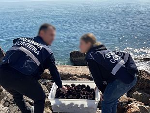 guardia-costiera-di-trapani-sequestrati-500-ricci-di-mare-a-un-diportista