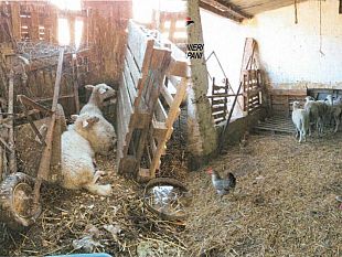 trapani/trapani-animali-abbandonati-e-in-precarie-condizi-denunciato-73enne