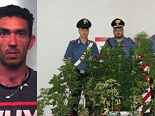 salemi-carabinieri-scoperta-e-sequestrata-una-piantagione-di-marijuana-effettuato-un-arresto