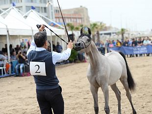rafinna-ppj-trionfa-come-best-in-show-alla-trapani-arabian-horse-cup-2024