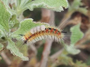 segnalazione-della-falena-orgyia-trigotephras-a-pantelleria-le-linee-guida-del-parco-nazionale