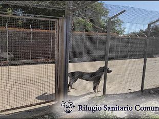 in-arrivo-500mila-euro-per-il-rifugio-sanitario-per-cani-di-castelvetrano