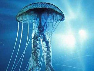 meduse-e-organismi-marini-urticanti-a-tre-fontane-il-sindaco-castiglione-dispone-analisi-delle-acque