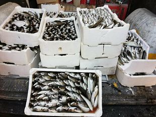 mazara-sequestro-di-prodotti-ittici-da-parte-del-locale-comando-di-polizia-municipale