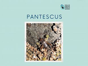 si-chiama-pantescus-la-nuova-specie-di-grillo-scoperta-a-pantelleria