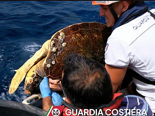 pantelleria-la-guardia-costiera-recupera-tartaruga-caretta-caretta