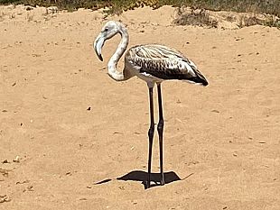 avvistato-un-fenicottero-sulle-spiagge-di-triscina