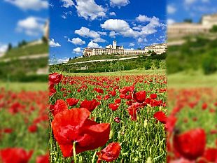 ultime-della-sera-anche-uno-spillo-sulle-spalle-spella