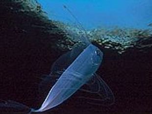 castelvetrano/selinunte-trovato-morto-un-pesce-nastro-specie-rara-e-antichissima