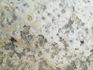 mazara-cittadini-segnalano-presenza-di-zecche-in-piazza-del-popolo-a-borgata-costiera-chi-interviene