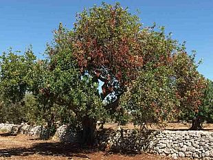 agricoltura-cracolici-attivato-il-piano-di-contenimento-del-coleottero-che-infesta-i-carrubi-iblei