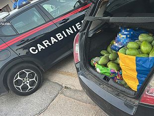 furti-di-mango-a-balestrate-i-carabinieri-arrestano-tre-persone