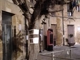 errato-intervento-di-potatura-su-alberi-ornamentali-presenti-nel-sistema-delle-piazze