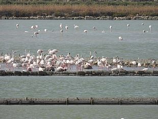 prima-nidificazione-del-fenicottero-rosa-nella-riserva-delle-saline-di-trapani-e-paceco