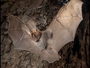 a-pantelleria-scoperta-una-nuova-specie-di-pipistrello