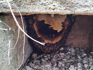 bee-day-a-selinunte-alla-scoperta-dellape-nera-tra-degustazioni-e-mostre-tematiche