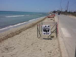 caretta-caretta-nidifica-sulla-spiaggia-di-tonnarella-il-wwf-monitora-il-nido