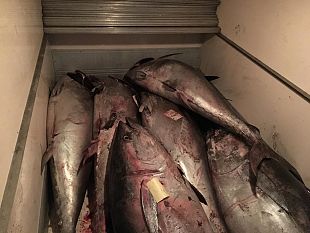 oltre-22-quintali-di-tonno-rosso-sequestrati-dalla-guardia-costiera-di-marsala-multe-fino-a-100-000-euro-e-rischio-per-la-salute-pubblica