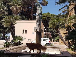 mazara-problema-randagismo-nota-della-iv-commissione-consiliare