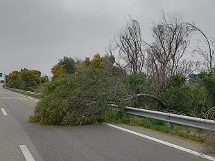 marsala/a29-marsala-trapani-tre-alberi-abbattuti-dal-forte-vento