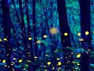 ultime-della-sera-lusiroeula-lucciolata-o-vivere-per-amare