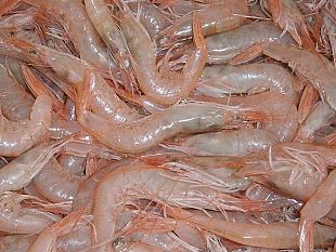 si-pesca-di-meno-i-pescatori-di-sciacca-chiedono-lo-stato-di-calamita