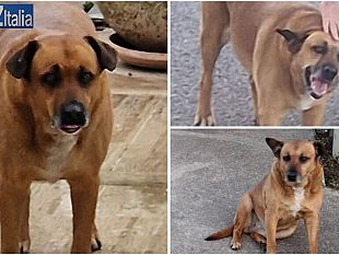 ad-alcamo-unassociazione-animalista-si-mobilita-per-il-cane-nocciolina