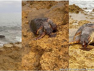 mazara-tartaruga-caretta-caretta-spiaggiata-morta