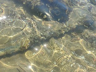 marinella-il-lettore-segnala-uno-strano-tubo-di-scarico-nei-pressi-della-spiaggetta-di-lu-partannisi