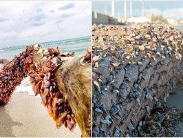 nell-indifferenza-circa-il-perche-delle-cose-perdiamo-il-nostro-futuro